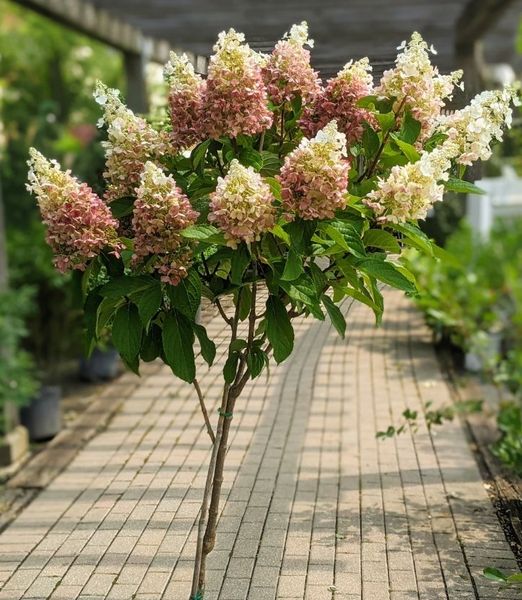 Hydrangea paniculata 'Pinky Winky' na kmienku
